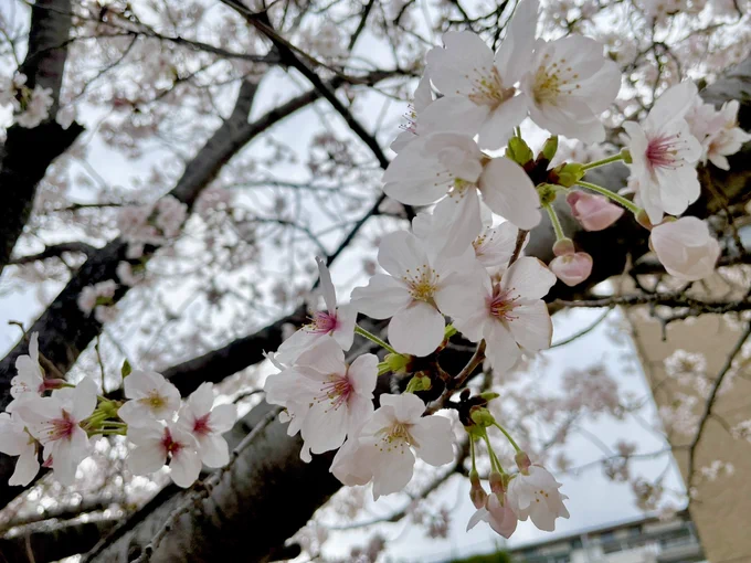 桜ー!8分咲きって感じだたー! 