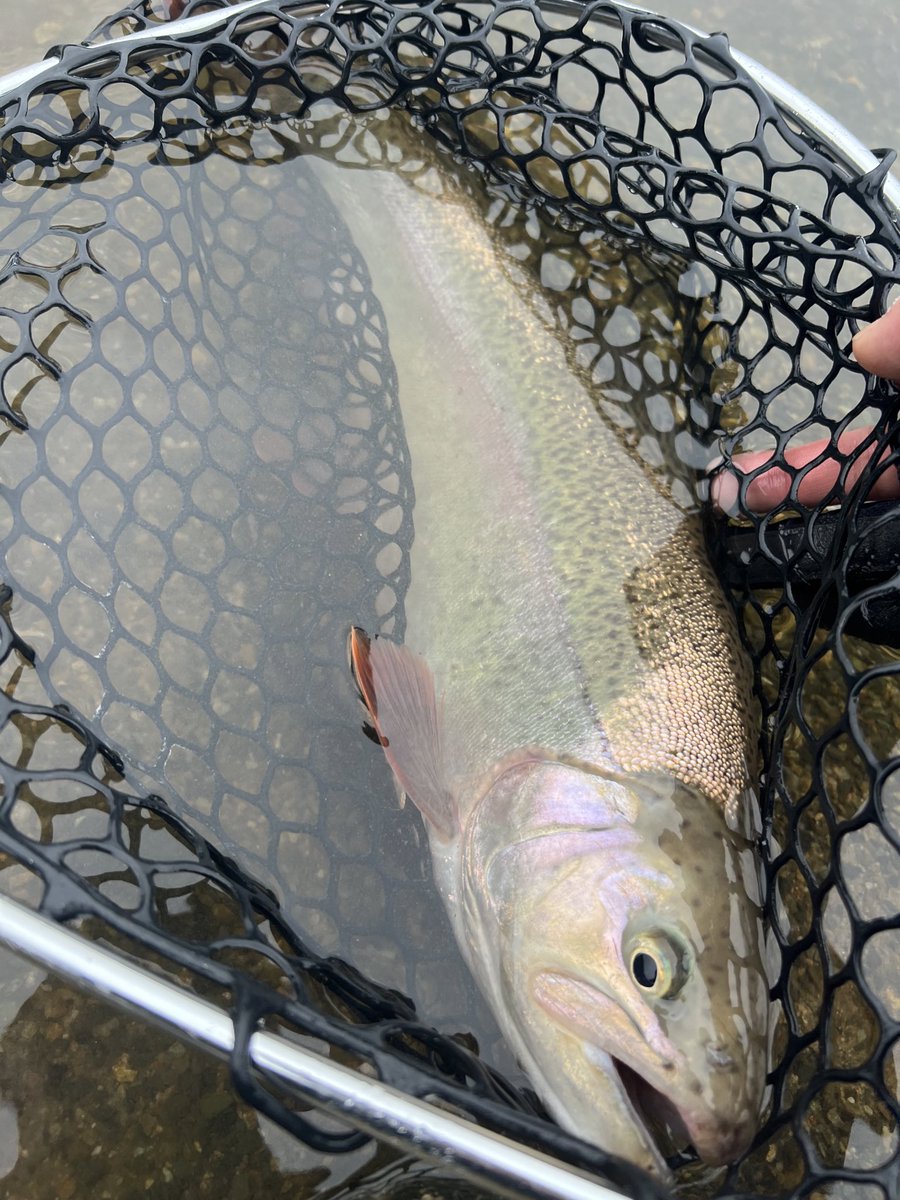 fishing148452's tweet photo. 昨日ゴズ、中々パターンにはめられなかった。
釣れるルアーに限って無くなるモノ https://t.co/8KbxKNpKwz