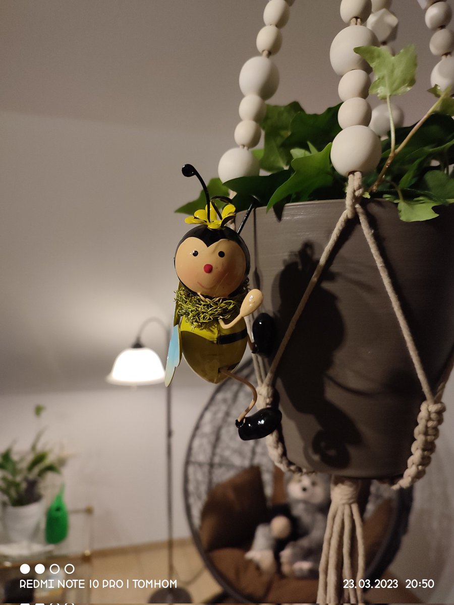 hspunk71aolde1's tweet photo. Ein neuer Mitbewohner 😊 https://t.co/2IHruSBi7E