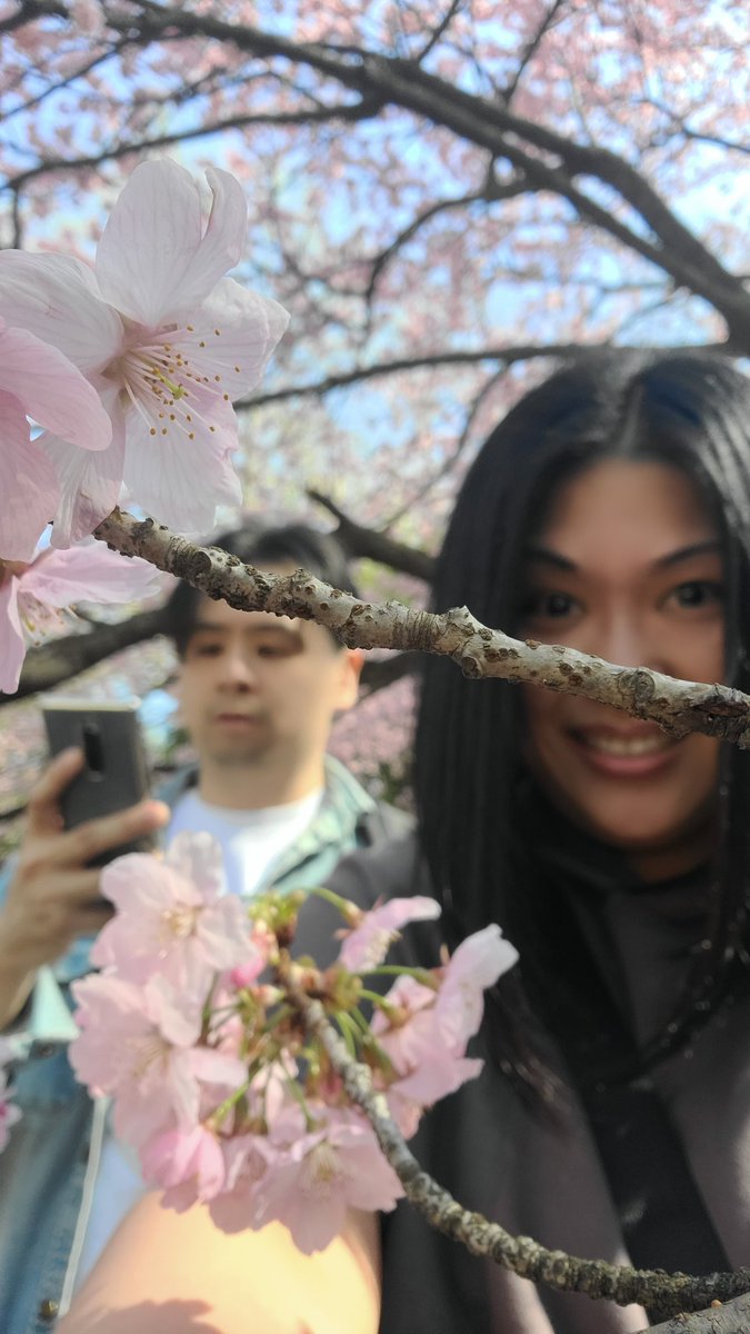 lai_dawn's tweet photo. 久しぶりに日本へ、さくら爆開。うれしいなぁ～ https://t.co/hnOrBimj5D