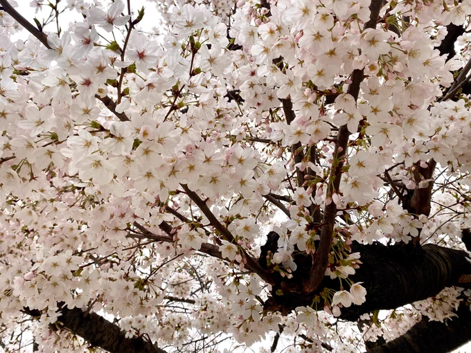 いつの間にか、めっちゃ春じゃないの。 