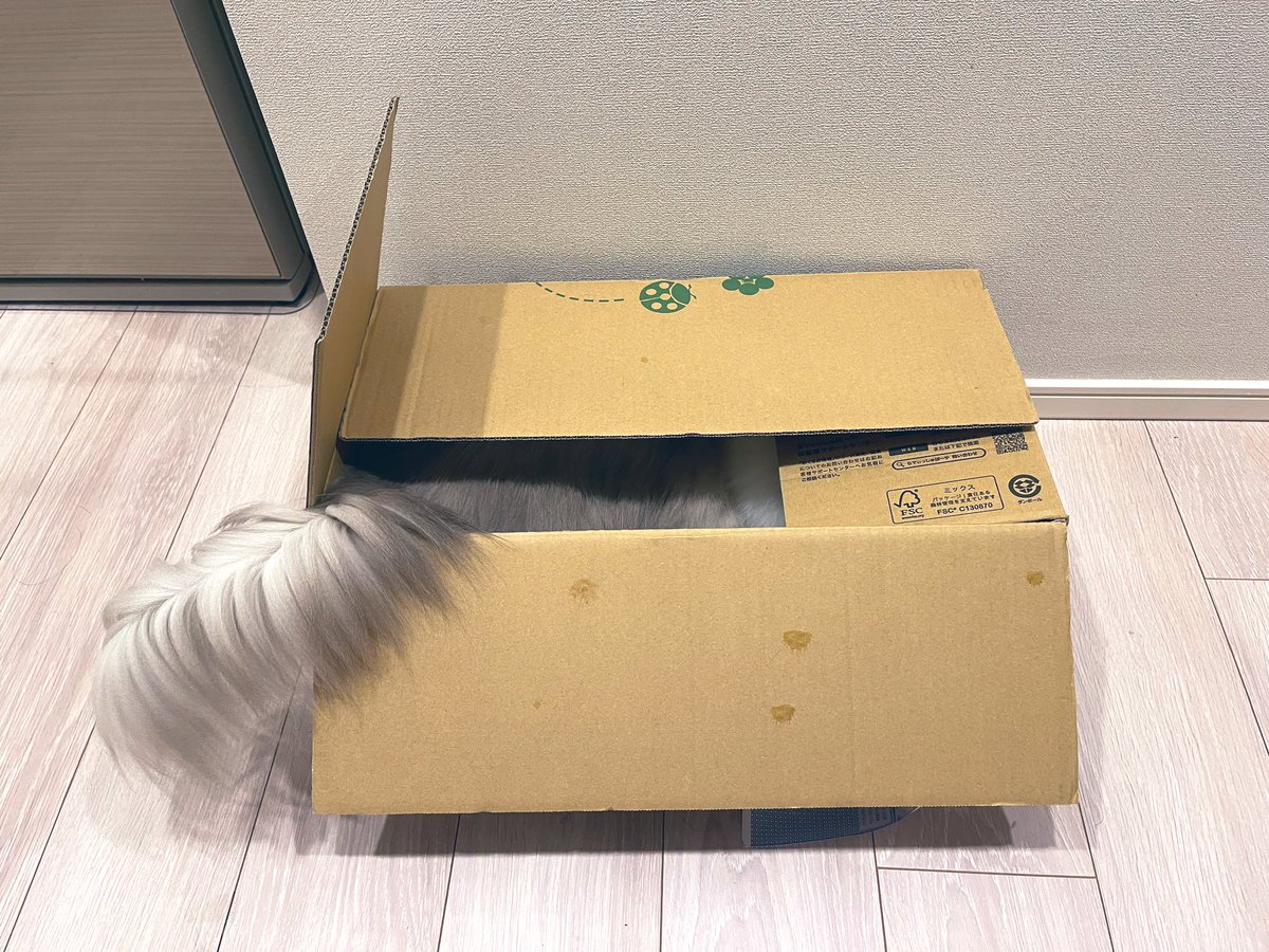 TokyoCatWalker1's tweet photo. 頭かくして尻かくさず
The cute cat buries her head in the box and thinks she is not seen. https://t.co/FP4WBBegaC