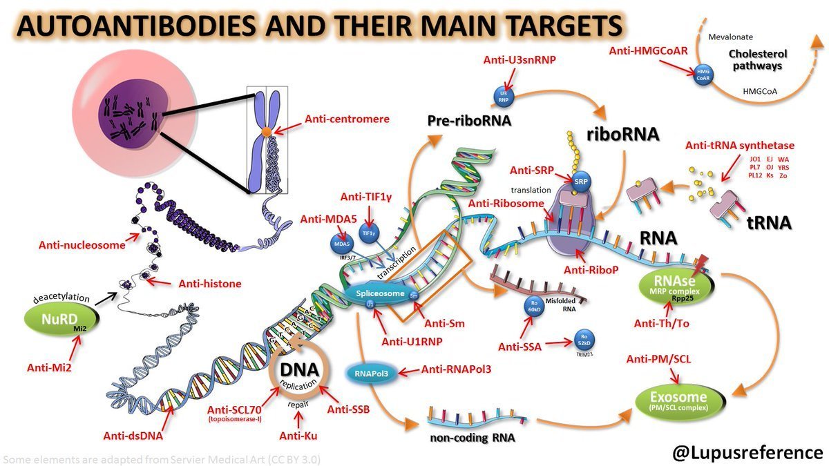 Lupusreference's tweet photo. ✅ Lab visit &amp; discussion at the @SLEuroSociety Workshop about the main targets 🎯 of autoantibodies in #Lupus: anti-Sm target proteins of the common core of U1-2-4-5 small nuclear ribonucleoproteins (snRNP) which form the spliceosome &amp; remove introns from transcribed premRNA 👍 https://t.co/4rgqvPcc4x