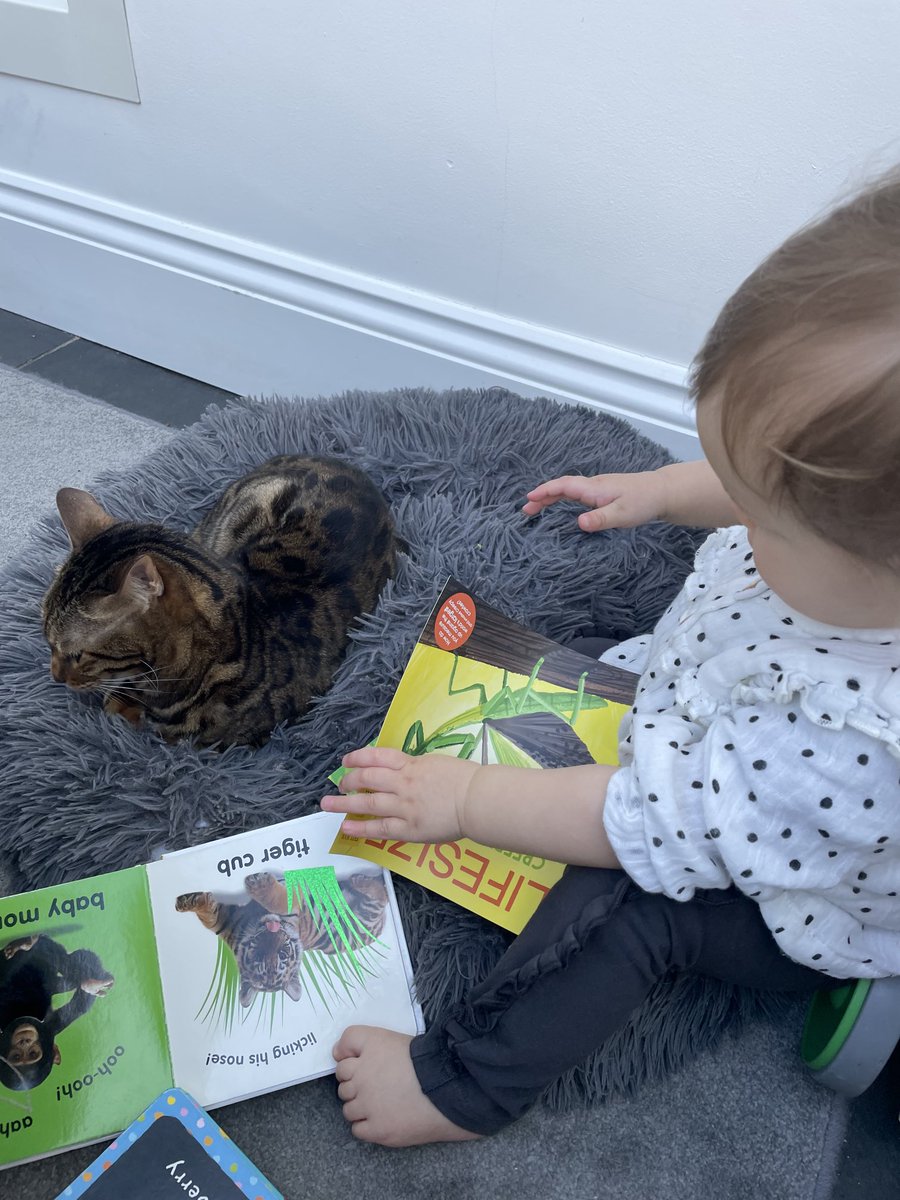 BengalWilma's tweet photo. Donut sharing and story time for Wilma 😹❣️🐾 #minihuman #family #Caturday #teambengal https://t.co/5jMiQNVZHk