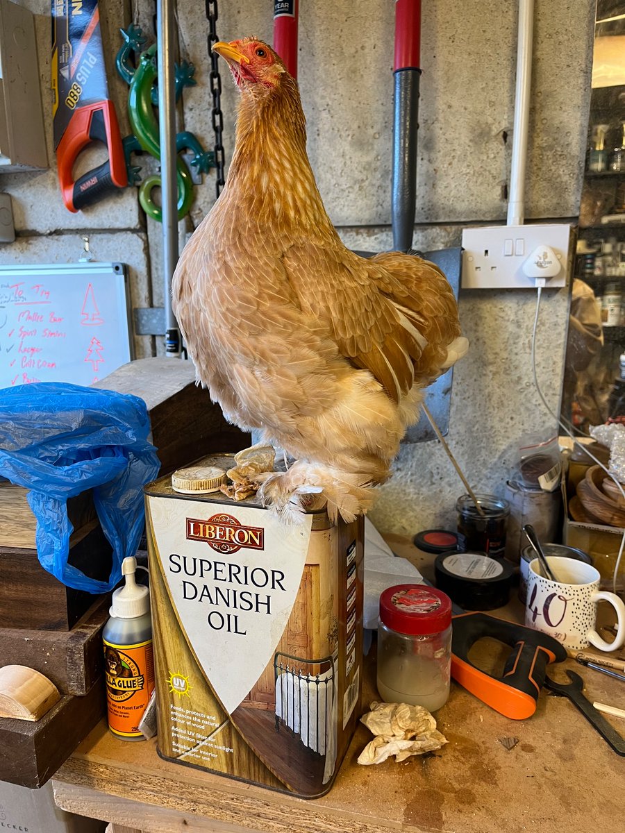 i recently found myself with a companion in the workshop. having inspected my tin of danish oil at some length she finally deigned to sit on it, and Would Not Be Moved. she looks very proud of herself, no? almost like a model for <a href="/LiberonUK/">LiberonUK</a>