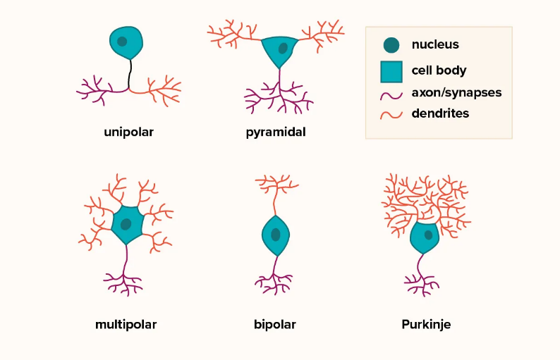 Different types of neurons.

Credits: Sophia Smith

#neuroscience #MedTwitter
