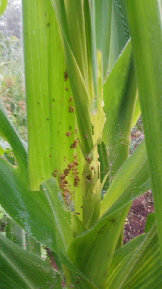 JabiriAhmad's tweet photo. Nina hii changamoto naweza tumia kiuatikifu Gani nikadhibiti Hawa wadudu?
Which pesticide is going to curb this problem ? @Msita__ @AGRA_Africa @MpondaSabinus @MalemboLE https://t.co/xUTrXaNsBz