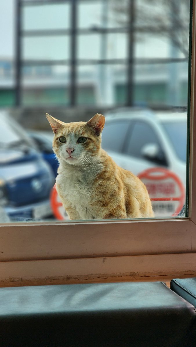 울프소셜클럽 고양이