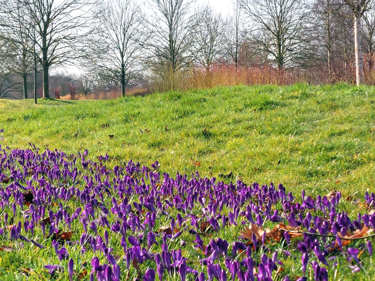 Planted as part of the #Purple4Polio campaign with Essex Rotary Club to raise awareness of polio across the world and the final push to eradicate it, our carpet of purple crocuses are showcasing their picturesque perfection 💜