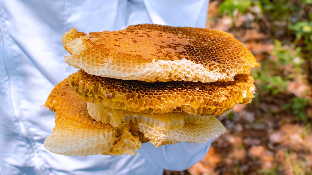 UNCTAD's tweet photo. Júlia and Mavilde have been beekeepers for decades, selling honey at the local market in Bailundo, Angola.

Over the years, they have struggled to maintain their hives. But after attending an @‌UNCTAD training, they are more confident about the future. ➡️ https://t.co/M7qbVtrSgd https://t.co/XVV7WCg7su