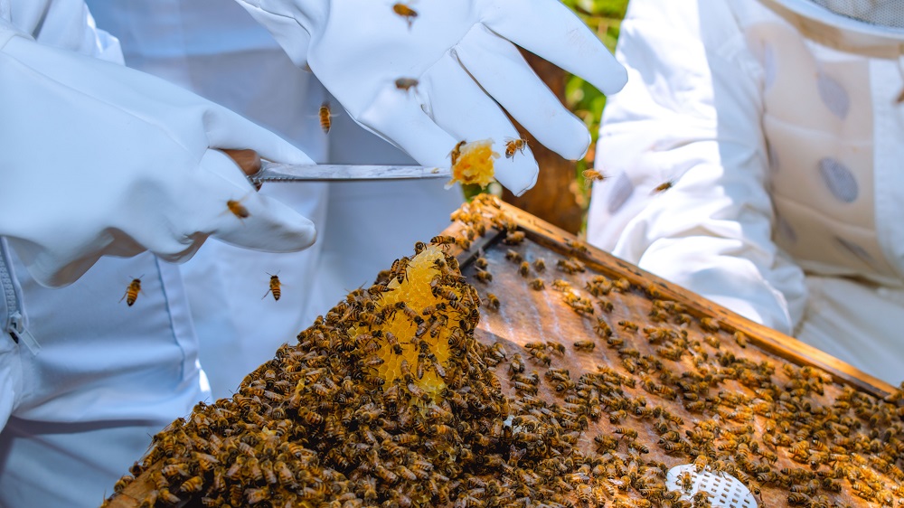 UNCTAD's tweet photo. Júlia and Mavilde have been beekeepers for decades, selling honey at the local market in Bailundo, Angola.

Over the years, they have struggled to maintain their hives. But after attending an @‌UNCTAD training, they are more confident about the future. ➡️ https://t.co/M7qbVtrSgd https://t.co/XVV7WCg7su