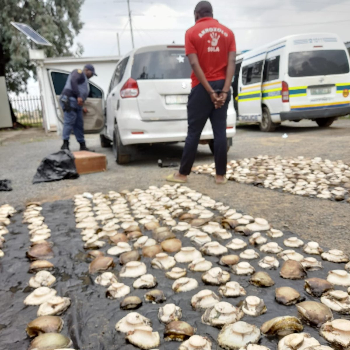 ADFmagazine's tweet image. #SouthAfrica Police confiscate bags full of illegally harvested #abalone worth over R1 million - ow.ly/OT1650Nr9RX