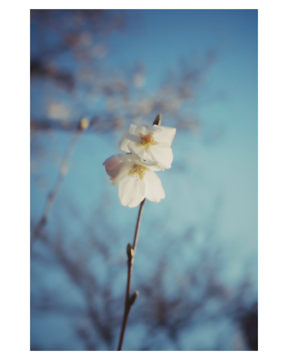 #ricohgr3x #tokyo #artphoto #snapphoto #colorphoto #写真撮ってる人と繋がりたい #写真好きな人と繋がりたい #桜　#sakura