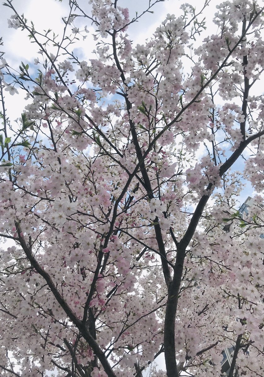 桜が五-七分咲き〜満開だったり。何十何百回と見ても桜ってやっぱりいいもんだなぁと今春も染み染み。外国人観光客もドッと増えた。桜見ると日本に生まれてよかったな~なんて思ったりもします。愛らしく儚げで何の見返りも求める事なく只々命のままに咲く姿。美しい。今日も僕ら平和に生きてる有難う🌸