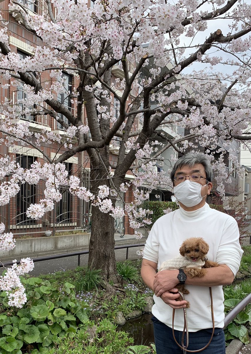 kuruminikaido's tweet photo. 🌸お花見🌸
#お花見 #桜 #トイプードル #ティーカッププードル https://t.co/mYEBnLAc7g