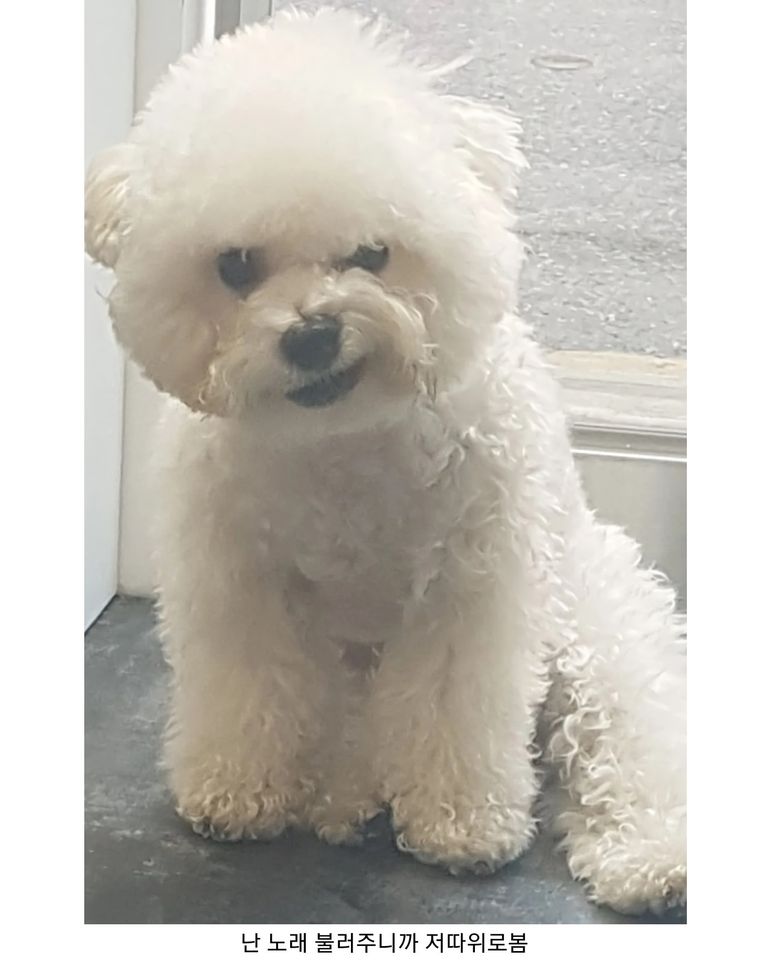 강아지한테 비웃음 당한 적 있니