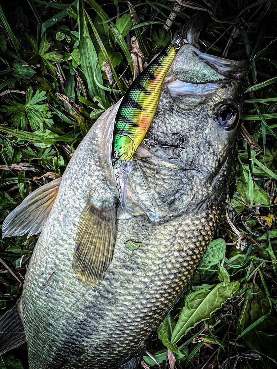 Ryu75007's tweet photo. トゥイッチして、ピタっと止め、パクっと喰わす!
SH60-SP ! @babyfacejapan
.
#バス. #バス釣り. #バスルアー. #ルアー. #ブラックバス. #blackbass. #bassfishing. #サスペンドシャッド. #シャッド. #サスペンドルアー. #babyface_japan. #sh60sp. #オカッパリ. #バスフィッシング. https://t.co/mO8tJxQvOj