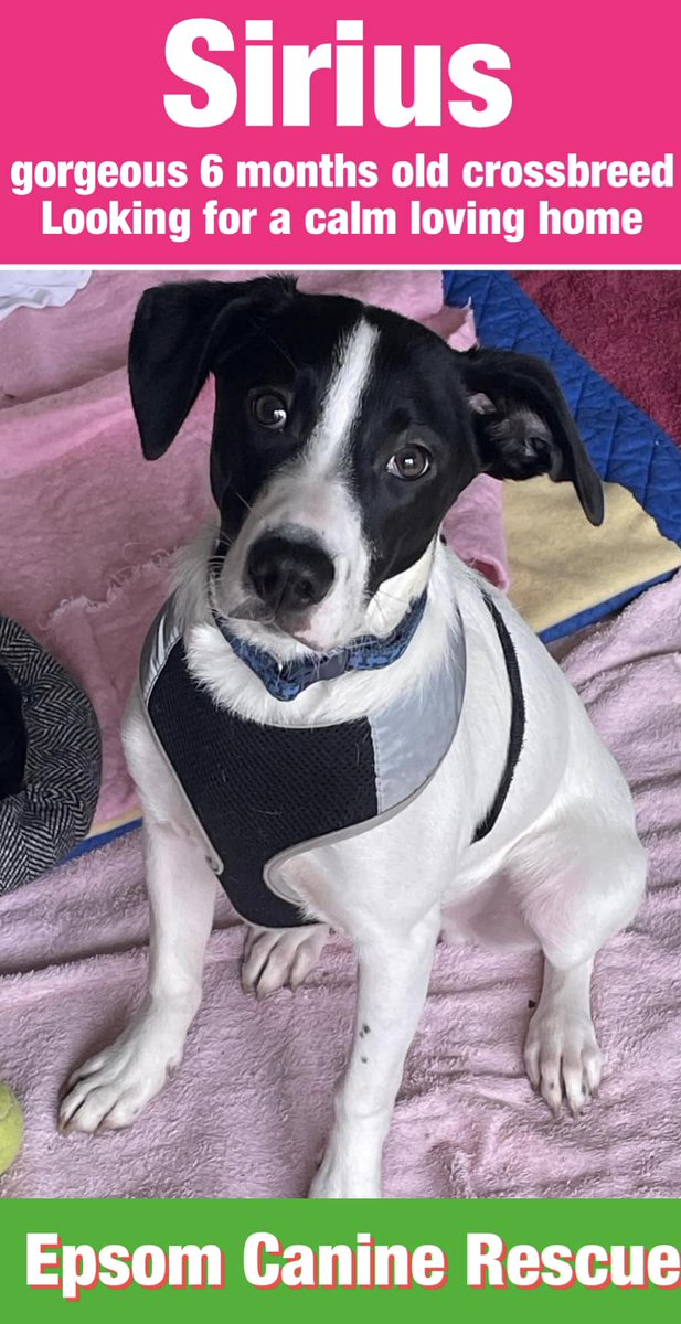 Epsom Canine Rescue 🐶 tweet media