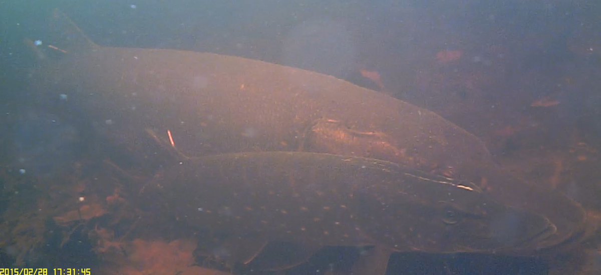 Robert Arlinghaus (moved to Blue Sky) tweet media