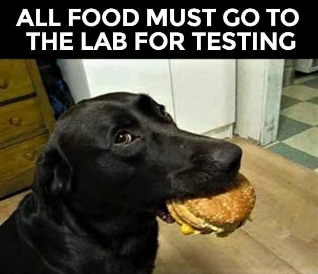 #Lab 
#Labs 
#FoodTesting 
#DogsOfTwitter