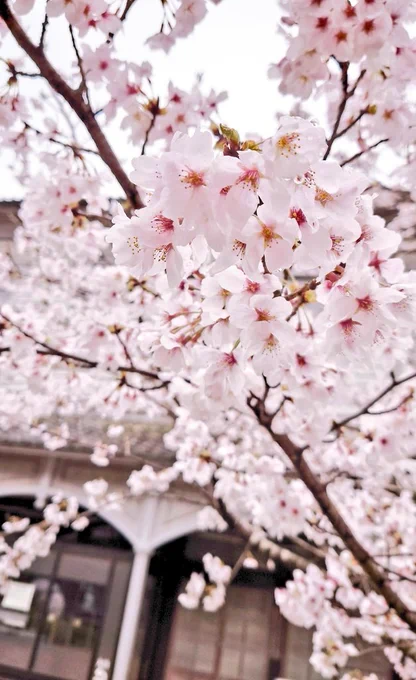 花の雨が降る午後 