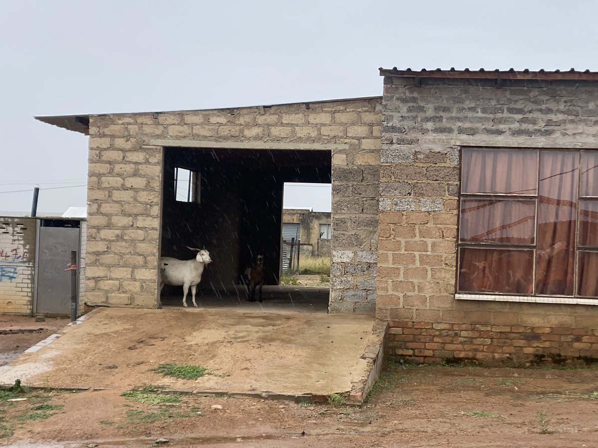 brettherron's tweet photo. Through the cold, pouring rain &amp; mud we campaigned all day today for @ForGoodZA by-election candidate, Thabo Pheku, in Tshwane. 
While even the goats took shelter our amazing team withstood the elements and just kept going. https://t.co/79toKI83K9