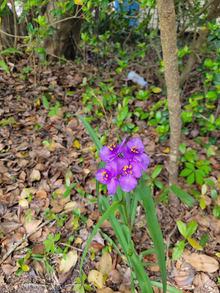 ThatOneSpazz's tweet photo. After some researching, I have learned the mass number of these pretty little plants that grow wild all over our backyard are all Spiderworts!

They're very pretty, are different colors, and are VERY tenacious growers. I love them~ https://t.co/CnSkVEZzuP