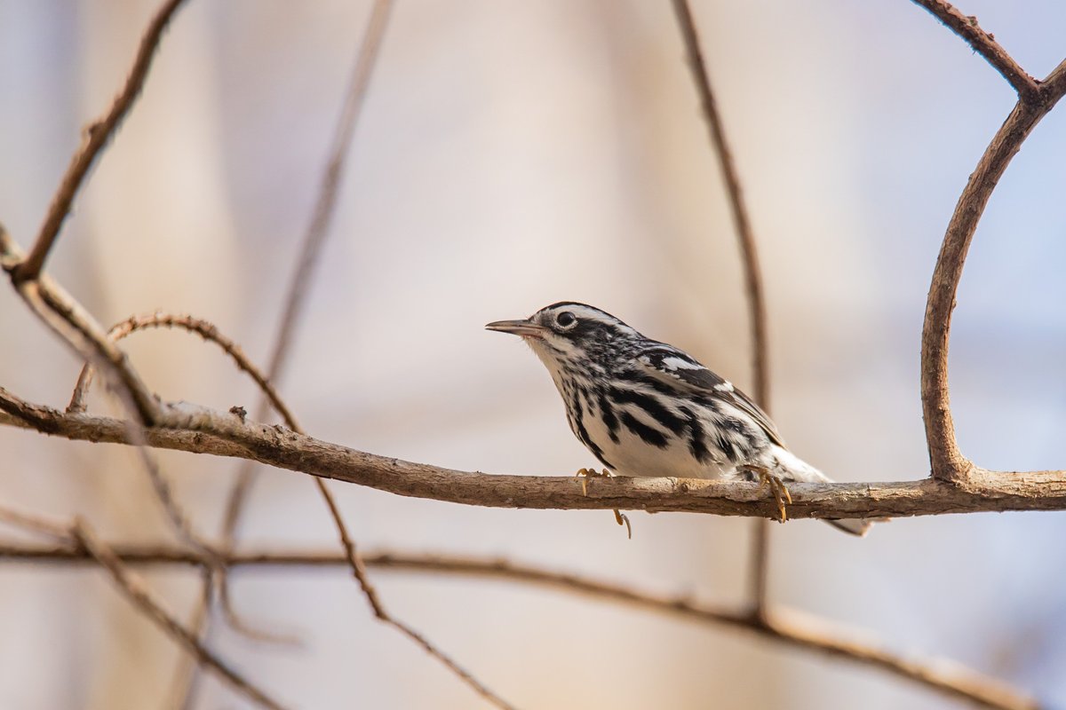 EvergladesNPS's tweet image. Spring has sprung in the Everglades, just maybe not quite the same way it has elsewhere in the country. 

NPS photo by Federico Acevedo

#SpringMigration #Everglades #EvergladesNationalPark #FindYourPark #EncuentraTuParque