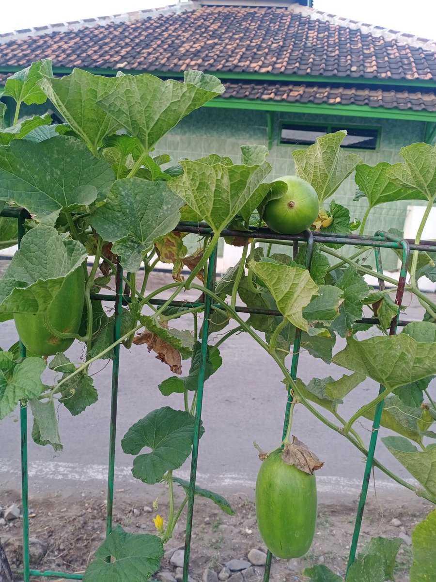 Ndii67034452's tweet image. Sesuatu yg indah kalo kita bisa berhasil membuat tanaman ini hidup dan tumbuh menghasilkan buah #petani indonesia#tanah Indonesia subur#alhamdulilah #bulu#petarukan#pemalang.