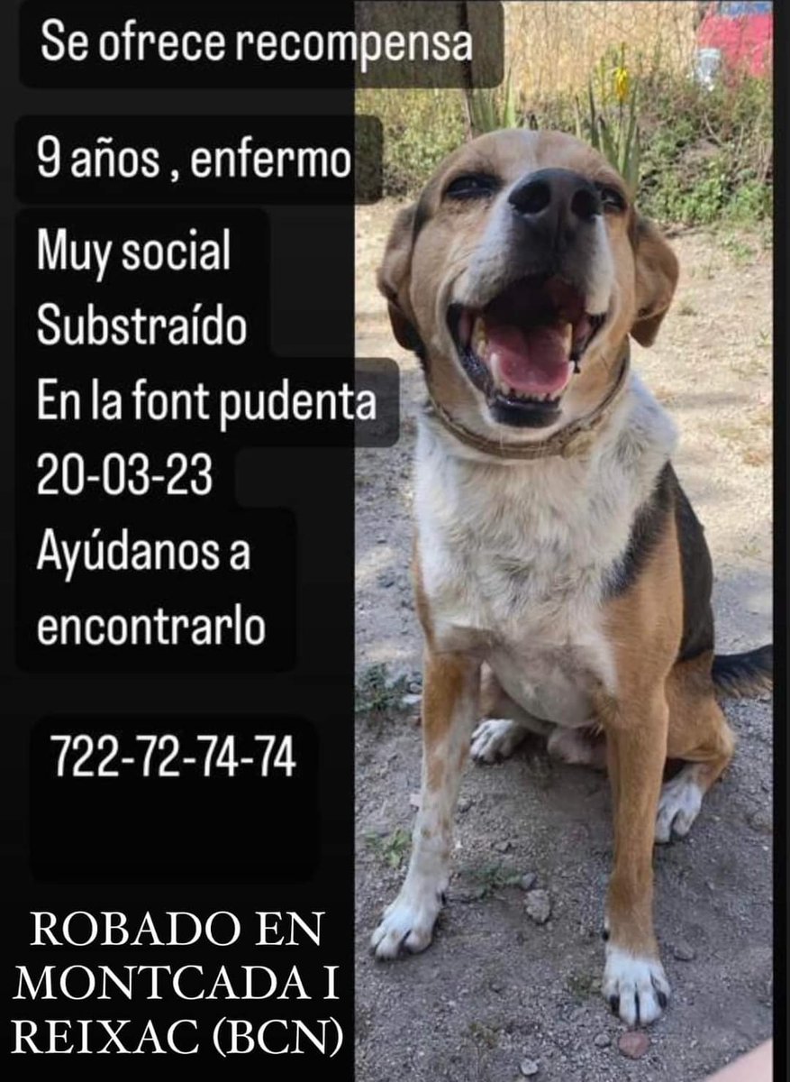 pont_roma's tweet photo. Perdut gos.
 #MONTCADA I REIXAC (BCN) 
🙏🙏🙏

https://t.co/DaMlwjcdAD

#XarxaBarcelonaPerduts https://t.co/tft8JM6Og6