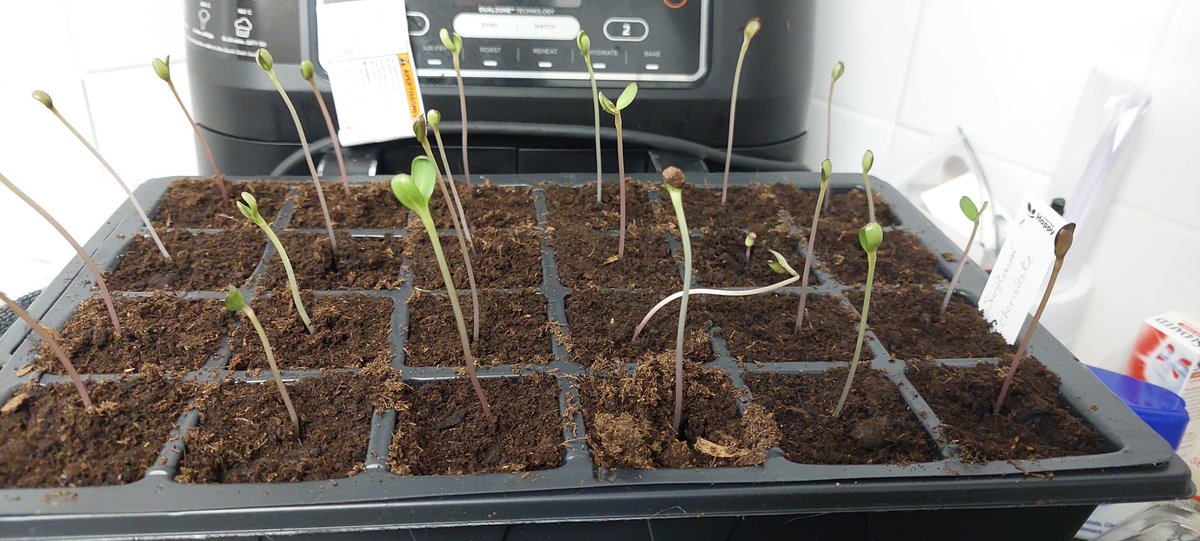 Watching  these babies grow is fascinating, 4 different verities all growing at different rates, my #DwarfSunflower is growing great, nice study stem compared to the #Titan🌻 who is looking a bit leggy and already the length of my fingers.
#UrbanGrowing