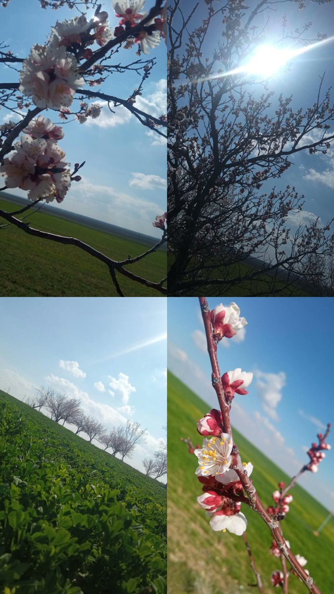 Şimdi bak Allah’ın rahmet eserlerine ki, ölümünün ardından yeryüzünü nasıl diriltiyor! Şüphesiz bunu dirilten, ölüleri de kesinlikle diriltecektir. O’nun her şeye gücü yeter.