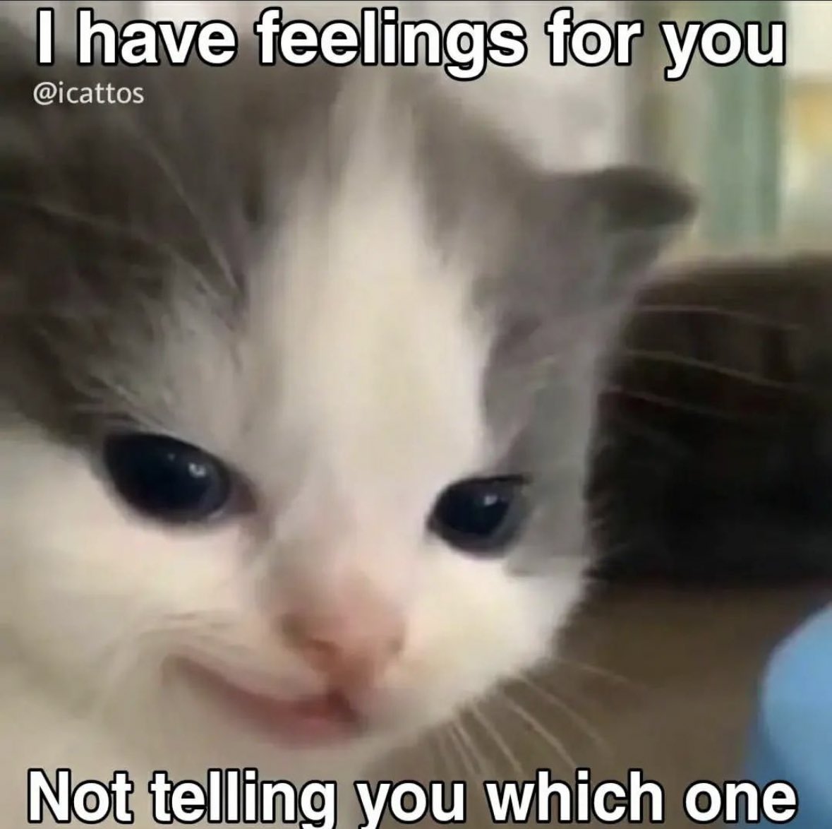 literallymecats's tweet photo. https://t.co/08yvlt1mEv
