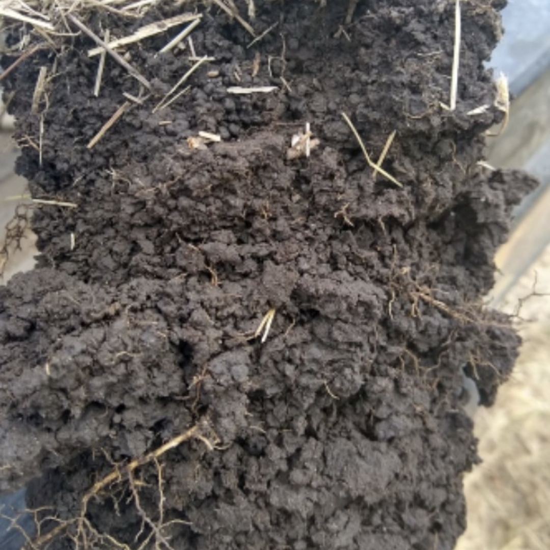 EBourgeois's tweet photo. #SoilFunctioning isn't as "marketable" a term as #SoilHealth
But it does lessen the potentials for abuse.
Seeks to truly understand the natural science of soil functioning that for too long has been neglected in institutional science
#RegenerativeAgriculture
#SoilPlantBiomes https://t.co/pEGFkquY4i