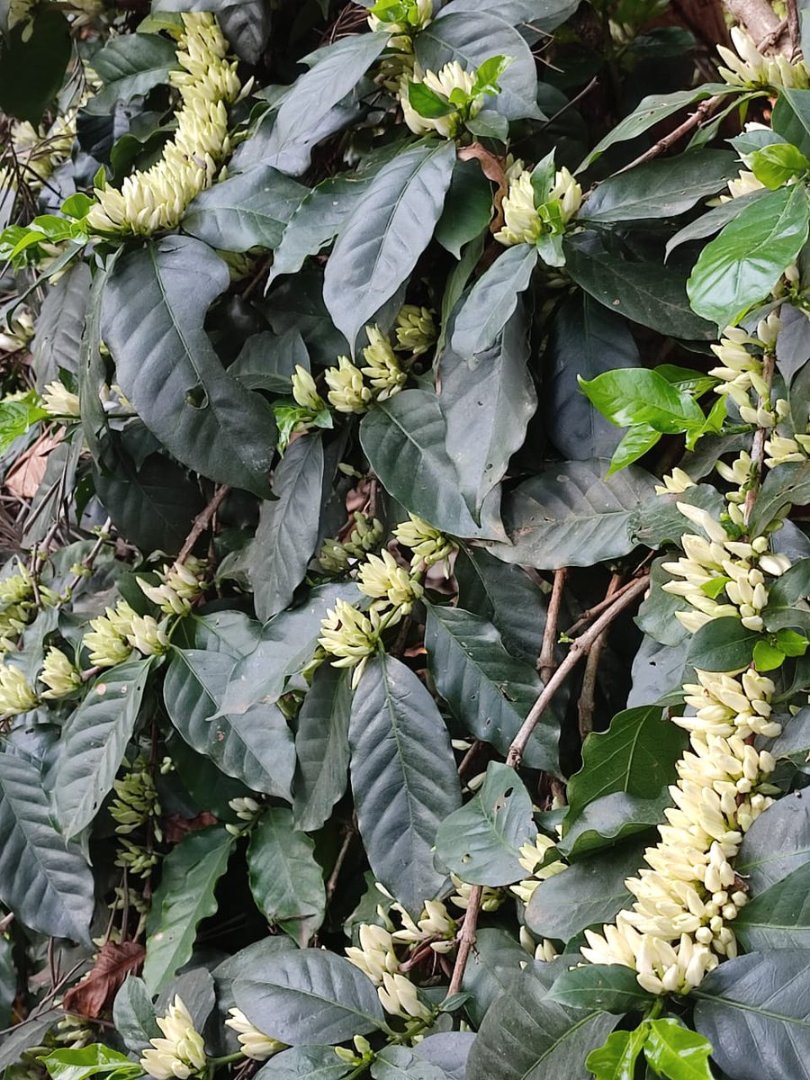 Abdaal Akhtar | ଅବ୍ଦାଲ୍ ଅଖ୍.ତର୍ tweet media