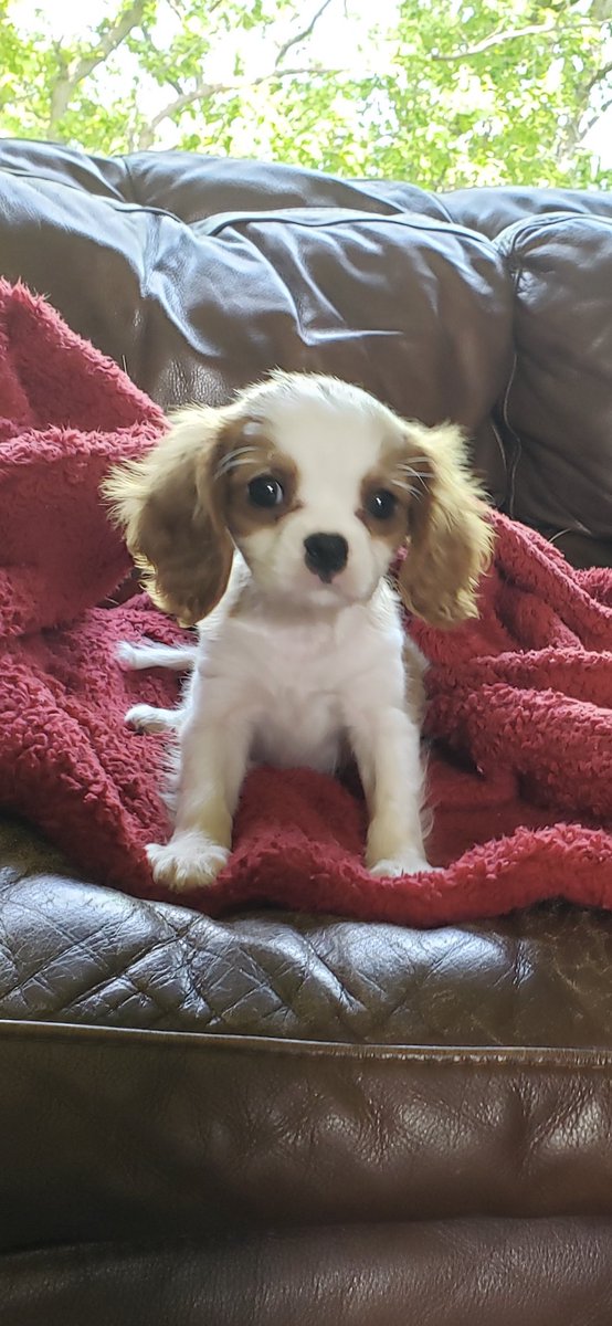 Willie had a level 4 heart murmur so the initial home didn’t want him. It’s been 4 years since my wife sent me this picture and asked if we can keep him, even though we know it could be a heartbreak in the future. Happy 4th birthday Willie! #kingcharlesspaniel