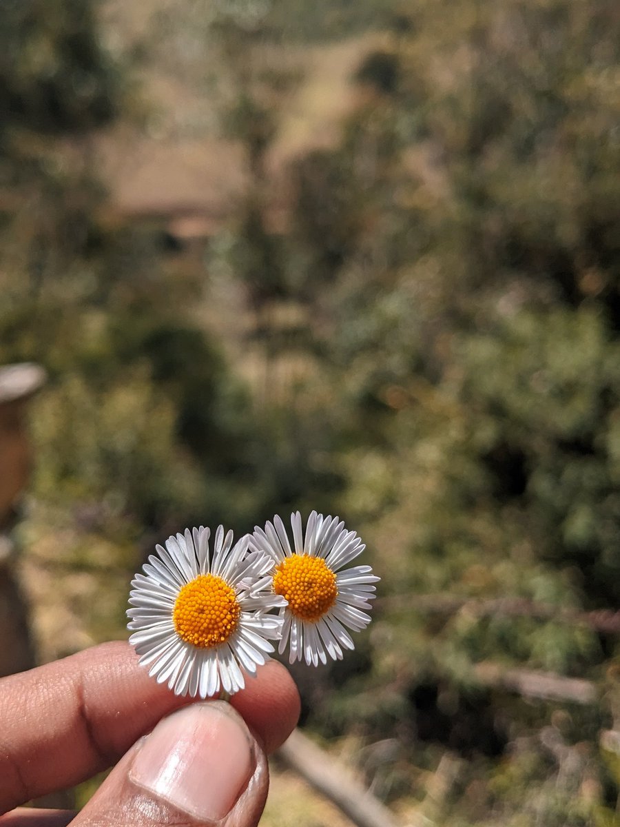 samarthrajms's tweet photo. daisies ๐ผ
.
.
.
#teampixel #googlepixel #pixel4 #shotonpixel
#mobilephotography #flower #flowers
#flowerphotography #macro #macrophotography #macropic #daisy #daisies #daisies๐ผ https://t.co/zqbXc6mSbI