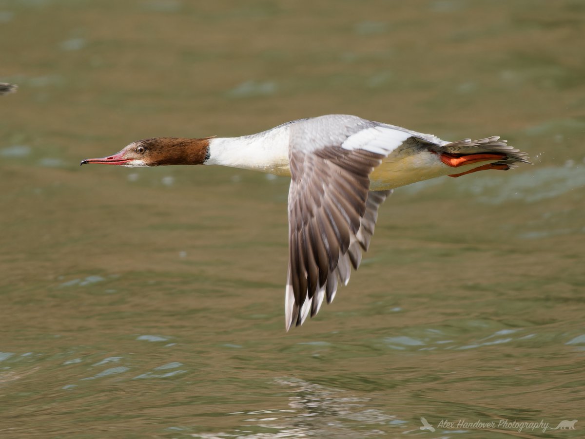 Female Goosander flyby.  taken at Cannon ponds in the Forest of Dean, the ponds are under threat sign the petition here chng.it/jY7nYndG
#cannoppond #TwitterNatureCommunity #BirdsSeenIn2023 #forestofdean #birdsinflight #OMSYSTEM