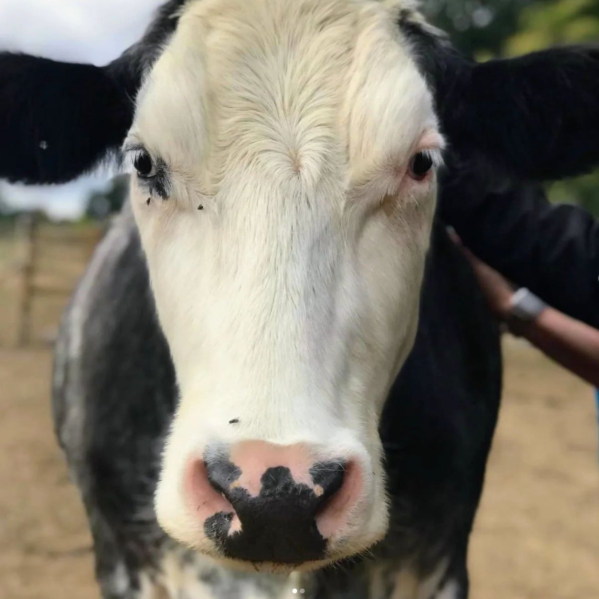 📅 31st March 2023
🐮 Nero
🏷️ Instagram/theretreat.animalsanctuary
💕 #animaloftheday