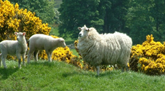 Is spring finally arriving? Let us know how it is looking near you, and whether Nature's signs can help us to protect lamb health. 2 minutes to complete, UK & Ireland only. tinyurl.com/2ayapemr
