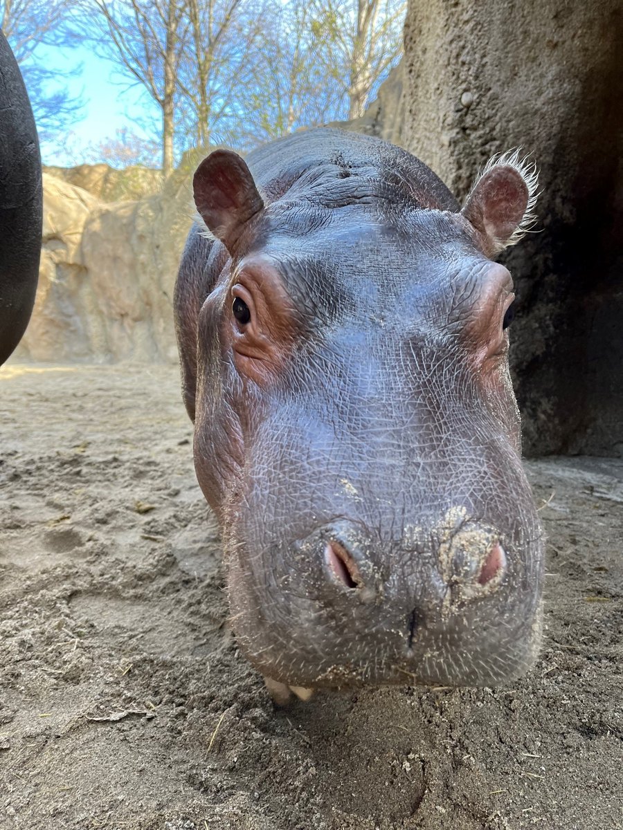 CincinnatiZoo's tweet image. Fritz coming up for a boop! This little hippo is 7 months old and over 500 pounds!