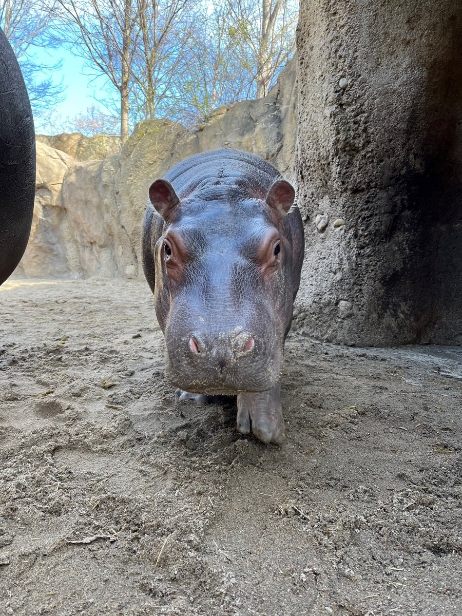 CincinnatiZoo's tweet image. Fritz coming up for a boop! This little hippo is 7 months old and over 500 pounds!
