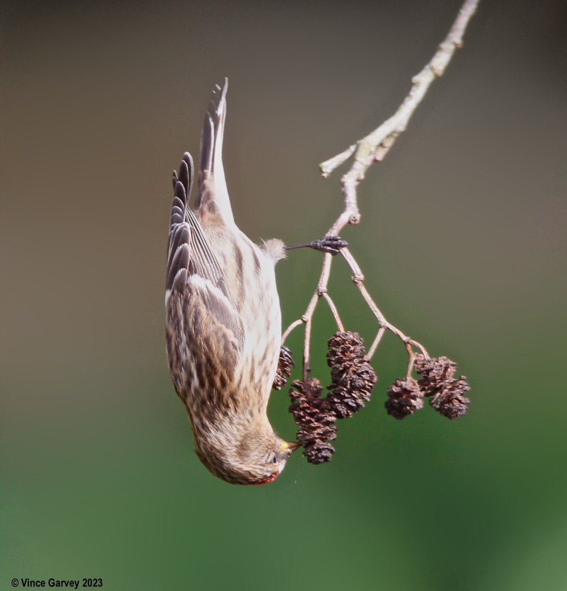 Common Redpoll at Trittiford Mill, West Midlands this morning, normally up high in the trees, this lone bird was showing off.