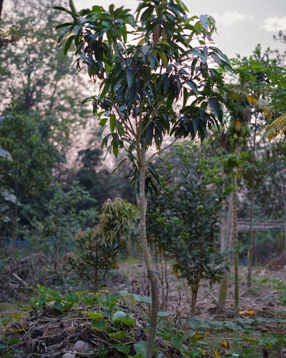 EcosiaTR's tweet photo. Hindistan'daki ortağımız Symagine Solutions’a ait Ecosia fidanlıkları: fidandan ağaca🌳

Fotoğraflar https://t.co/Uk7edF4XgL tarafından çekildi 🌟

#savetheplanet #treestagram #ağaç https://t.co/mf3dKvZlmz