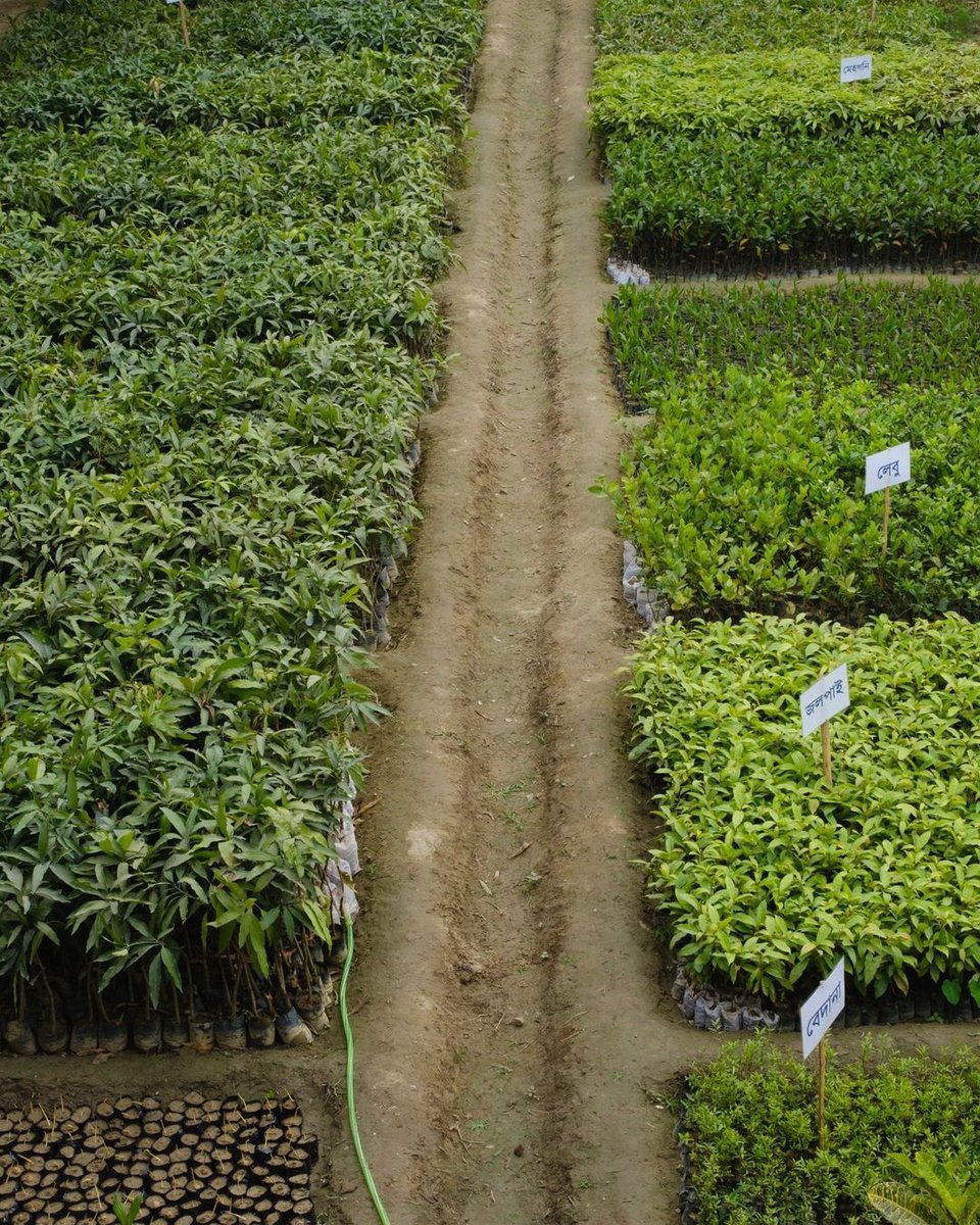 EcosiaTR's tweet photo. Hindistan'daki ortağımız Symagine Solutions’a ait Ecosia fidanlıkları: fidandan ağaca🌳

Fotoğraflar https://t.co/Uk7edF4XgL tarafından çekildi 🌟

#savetheplanet #treestagram #ağaç https://t.co/mf3dKvZlmz