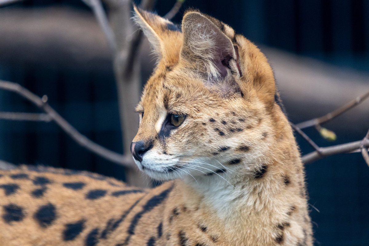 2023.03.25 #serwal #serwalsawannowy #serval
.
.
.
.
.
#zoo #zookeeper #zoophotography #igerspoland #igers_katowice #ig_animals #animalphotography #zooanimalsofinstagram #slaskiezoo #xt3 #fujinon55200mm #fujifilm #fujilove #zoochorzow #slaskiezoo