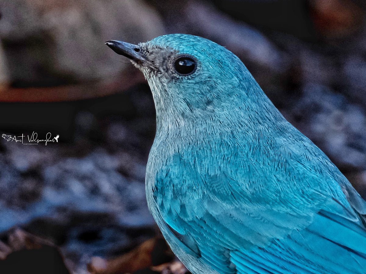 amit_valsangkar's tweet photo. Verditer flycatcher #verditer #flycatchers
#BirdsSeenIn2023 #IndiAves #ThePhotoHour #birds #BirdUp
#birdphotography #BirdsSeenIn2023
#NaturePhotography #red  #bird #cute #TwitterNatureCommunity 
@IndiAves #birdwatching #BirdsOfTwitter #BirdTwitter @BirdPlanets #verditerflycatcher https://t.co/MnVq7E9DOj