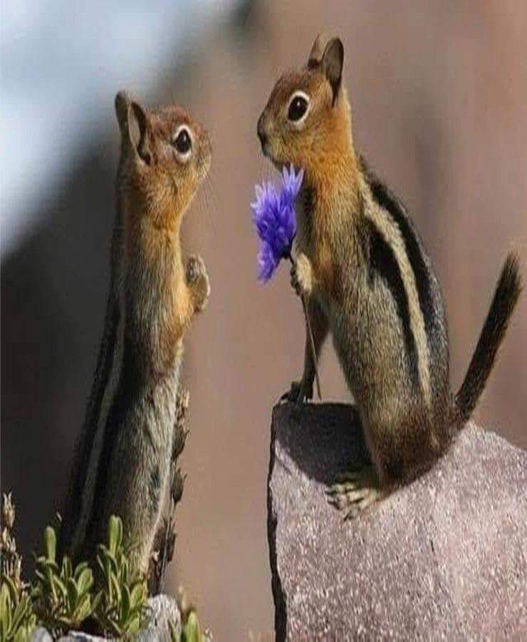 Biliyor musunuz? Sincap, eşine sevgisinin ifadesi olarak çiçek veren tek hayvanmış.🐿