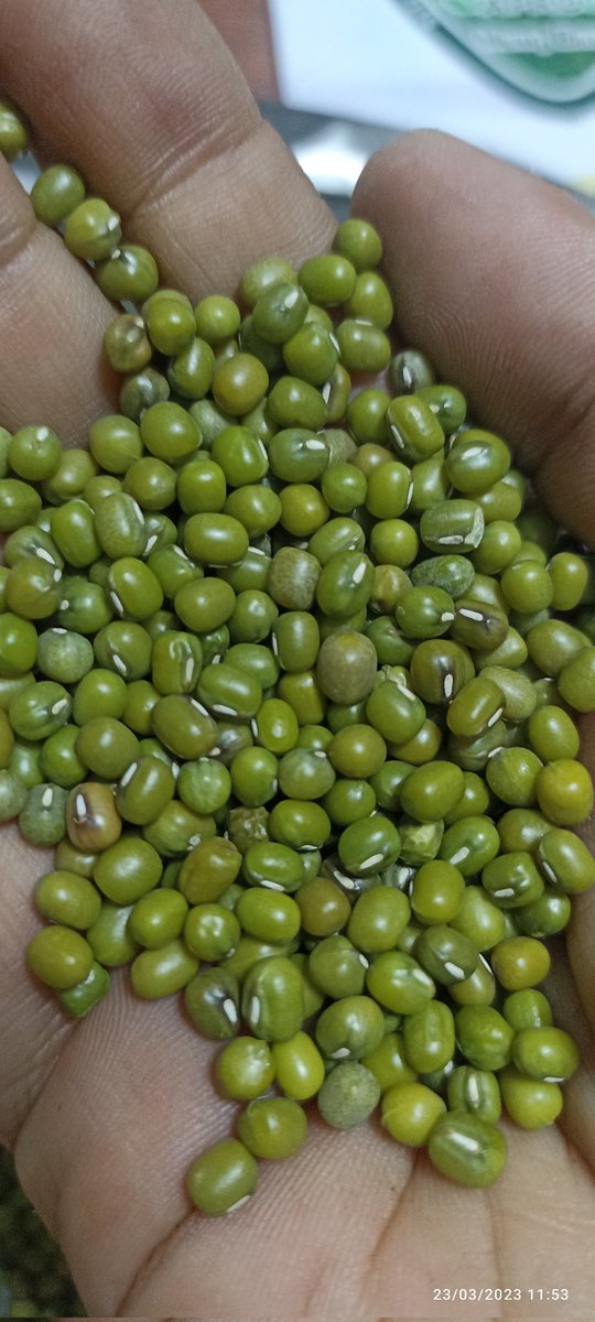 agriculgada's tweet photo. We Believe in the power of the Farmers in our Beautifull Country #Venezuela, is a full color Emerald for the World and our #Mungbean #Moong is our Card for export best quality... Buy #vignaradiata from us #Aproca #Turen https://t.co/Qefdf5Pqbb