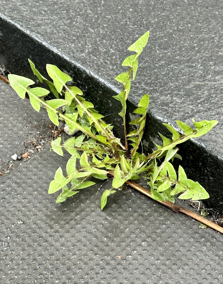 SvenMilltoft's tweet photo. Ett trotsigt vårtecken på en gråmulen Marie bebådelsedag i utkanten av Norrmalmstorg. Varmt välkomna till dagens klimatdag i #HedvigEleonora med seminarium om Klimat och mystik kl 14.30, Konsert med Tellus - den sårbara skönheten kl 19.00 och Earth hour-mässa kl 20.30! Fri entré. https://t.co/i5F7TB2PRL
